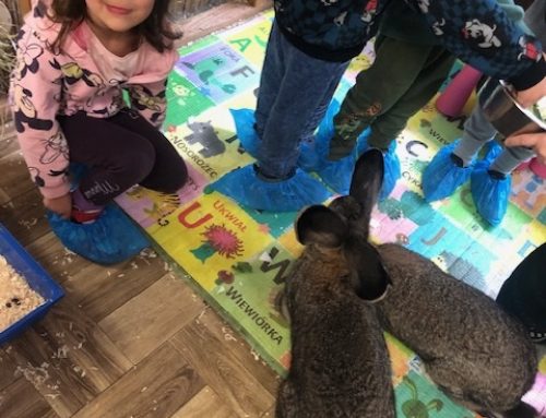 Wycieczka do mini zoo – grupa pomarańczowa i niebieska